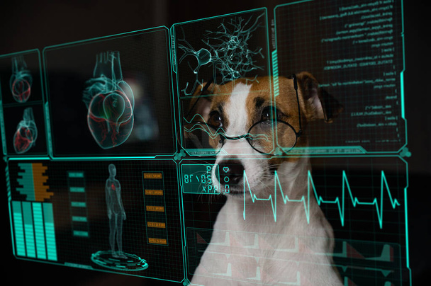 Jack Russell Terrier dog looks at the data on the virtual menu medical screen. Readings on the life support monitor - Foto, afbeelding