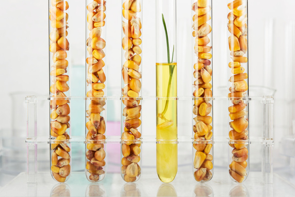 Genetically modified corn - Photo, Image