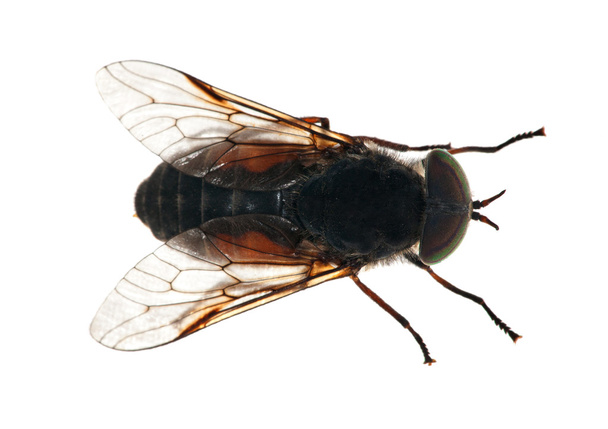 Grande gadfly isolado em branco
 - Foto, Imagem