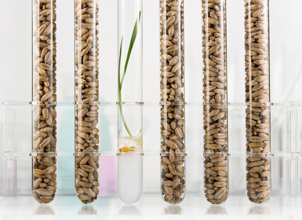 gentechnisch veränderter Weizen - Foto, Bild