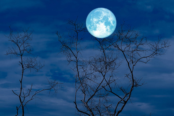 Full Crow Moon und Silhouette trockener Baum im Feld und am Nachthimmel, Elemente dieses Bildes von der NASA - Foto, Bild