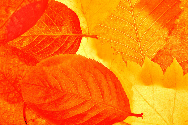 arany és piros levelek háttér - Fotó, kép