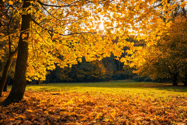 осінній пейзаж. красиві осінні дерева з золотим листям в парку. - Фото, зображення