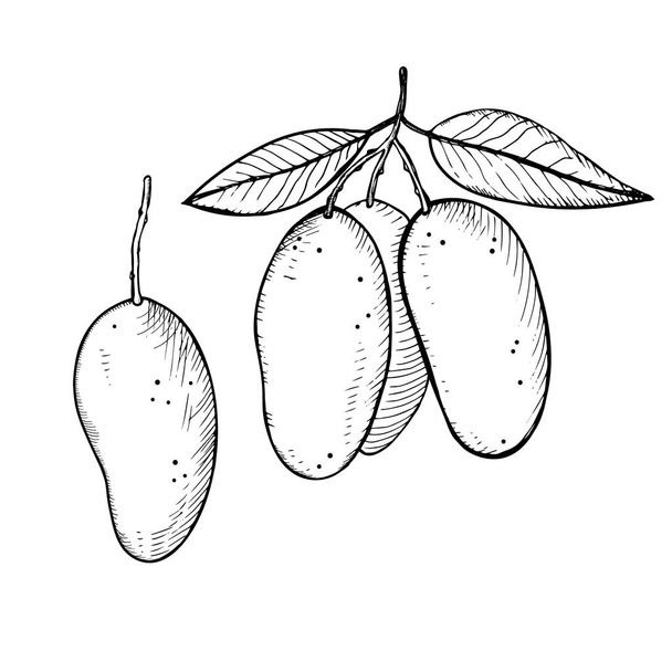 İzole edilmiş beyaz arka planda mango meyve bitkisi vektör illüstrasyonu. El çizimi, mango ağacının kabartma tekniği. Etiket, şablon, arkaplan, logo, yazdırma için tasarım ögesi - Vektör, Görsel