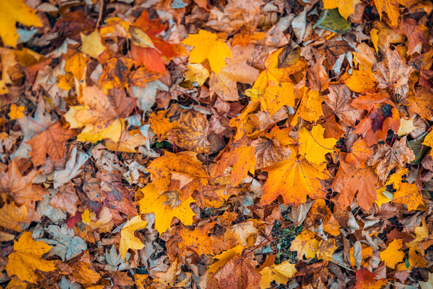 Bunte Herbst Blätter Hintergrund. - Foto, Bild