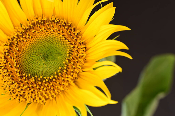 beautiful  sunflower  close up - Foto, immagini