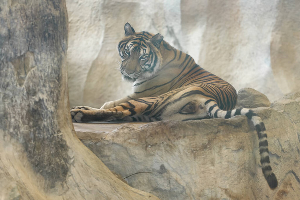 Közelkép Indokínai tigris gyönyörű állat - Fotó, kép