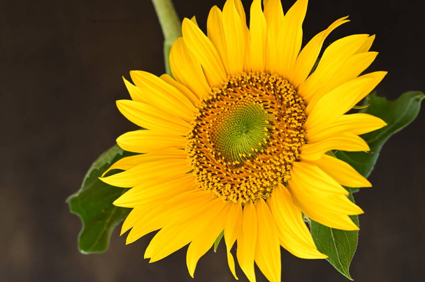 beautiful  sunflower  close up - Fotoğraf, Görsel