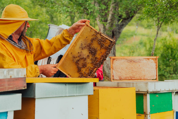 Senior beekeeper checking how the honey production is progressing. Photo of a beekeeper with a comb of honey.  - Φωτογραφία, εικόνα