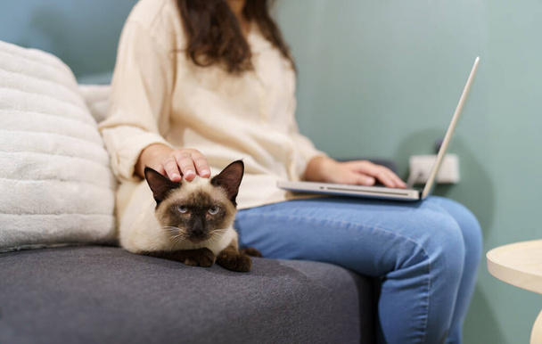 mujer trabajando desde casa con gato. gato dormido en el teclado portátil. asistente de gato trabajando en Laptop. - Foto, Imagen