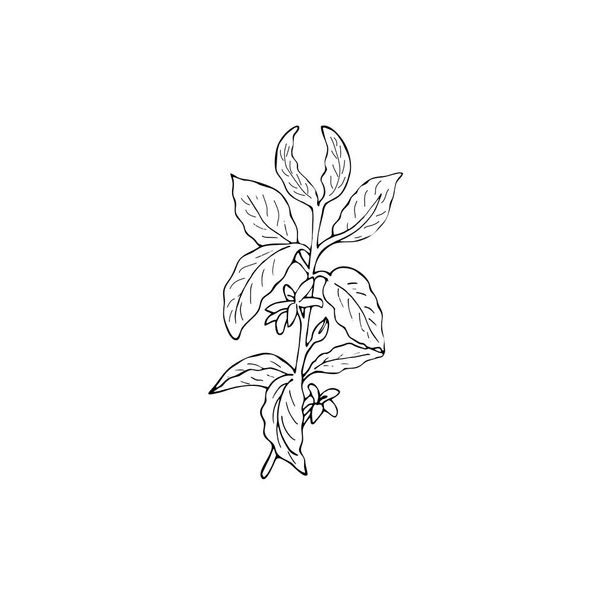 hand-drawn coffee branch sketch. Coffee tree branch with leaves and flowers. Hand drawn vector illustration on white background - Vektor, obrázek