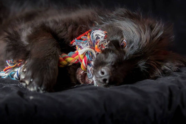 Fekete kutya kiskutya feküdt le, és rágás csomó kötél csont kedvenc játék, fülek az oldalon. Játékidő koncepció. Közelkép, másolás tér, háttér - Fotó, kép