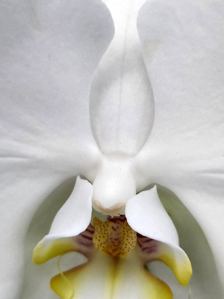 Orchid. White orchid flower. Background for a greeting card - Фото, изображение