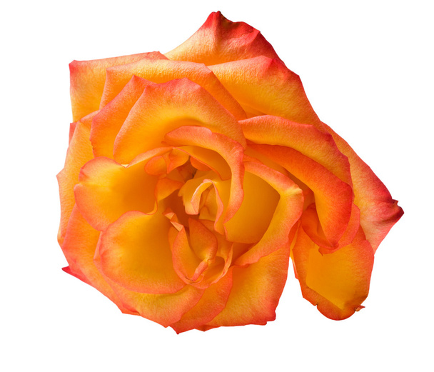 jediné izolované oranžové růže - Fotografie, Obrázek