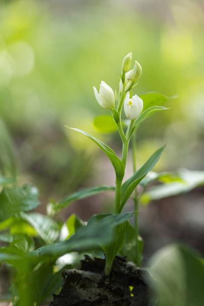 Cephalanthera damasonium - una orquídea silvestre con pequeñas flores blancas que crecen en un prado. - Foto, imagen