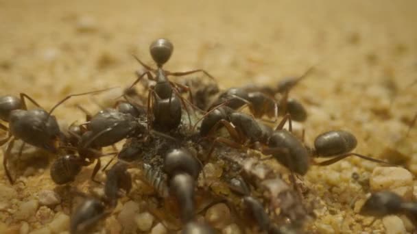 Detailní záběr mravenců pojídajících brouka - Záběry, video