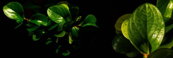 Peperomia leaves on a black background. Bright green plants on a black background. Close-up of a houseplant leaf. - Фото, изображение