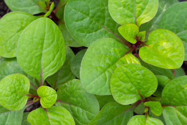 Ceylon spinach or basella rubra linn - Foto, Imagen