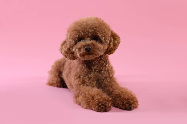 Cute Maltipoo dog on pink background. Lovely pet - Zdjęcie, obraz