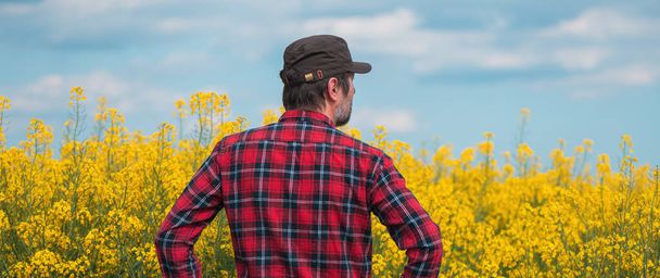 Rear view of concerned farm worker standing in blooming rapeseed field and looking over crops, selective focus - 写真・画像