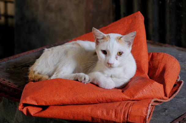 Un gato blanco local sentado relajado en una alfombra de plástico naranja. - Foto, imagen