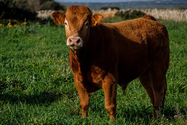 Менорканская порода молодой бык, Алайор, Менорка, Балеарские острова, Испания - Фото, изображение