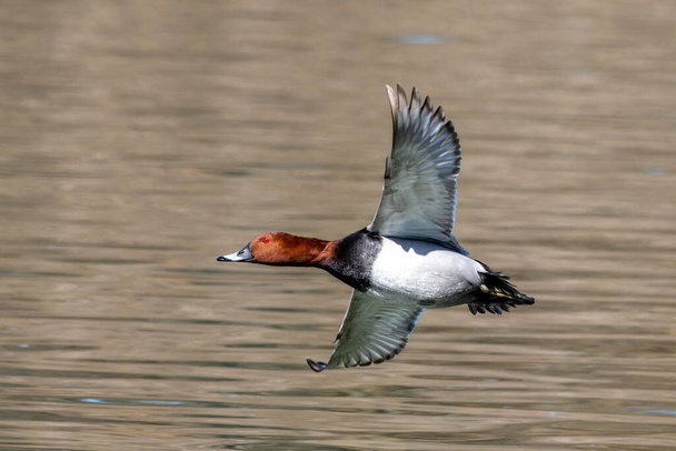 Kırmızı ibikli Pochard, Netta rufina büyük bir dalış ördeğidir. Burada Münih, Almanya 'da bir gölün üzerinde uçuyor. - Fotoğraf, Görsel