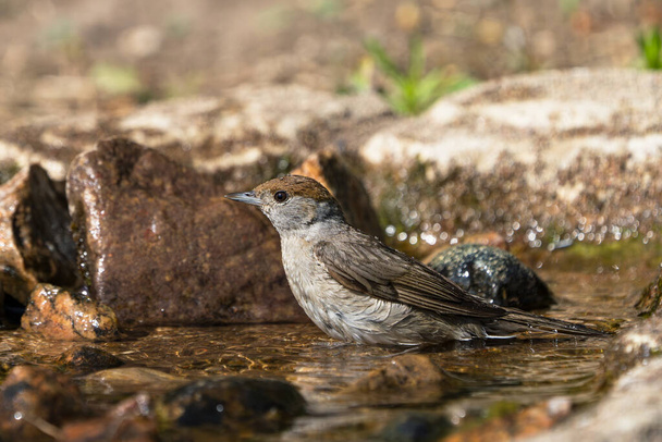 Doğal görünümlü bir kuş banyosundaki Avrasya siyah şapkalı dişi kuşun yan görüntüsü. - Fotoğraf, Görsel
