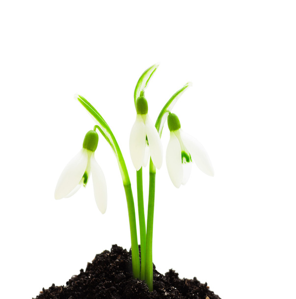 snowdrop on a white background isolated - Фото, зображення