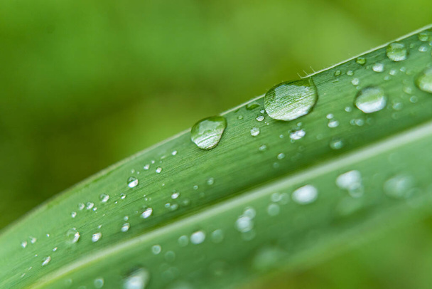 Gotas de lluvia claras sobre la hierba verde después de la lluvia durante el día. Foto para fondo de pantalla y fondo. Foto de la naturaleza se ve agradable y refrescante. - Foto, imagen