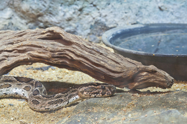 kígyó, Sziámi russell vipera, a hangsúly a szem - Fotó, kép