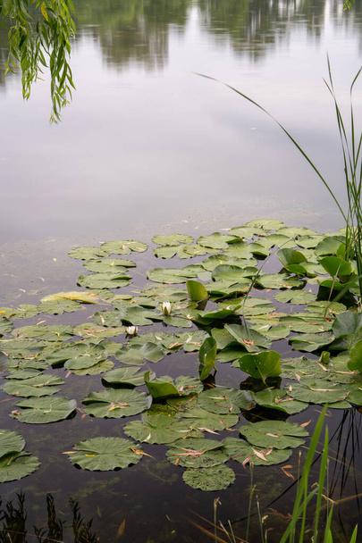 Lys blancs, fleurs d'eau à la surface de l'eau, lac. Fleurs de lotus. Journée d'été sur le lac. - Photo, image