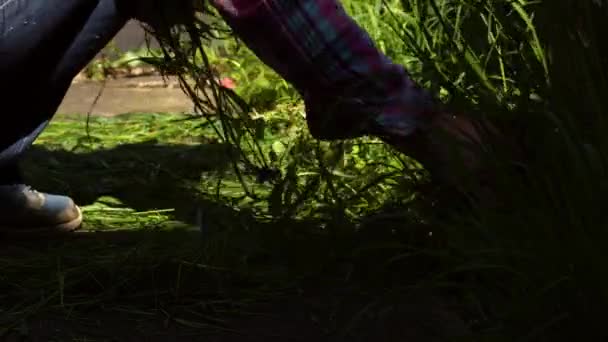 Woman clearing weeds and long grass from garden slow motion 4k selective focus - Footage, Video
