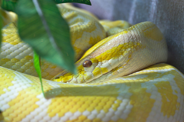 Yılan, altın Tay python, gözleri de odak - Fotoğraf, Görsel