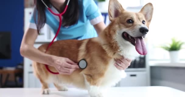 Doctor veterinarian conducting auscultation of corgi dog 4k movie slow motion. Veterinary care for pets concept - Кадры, видео