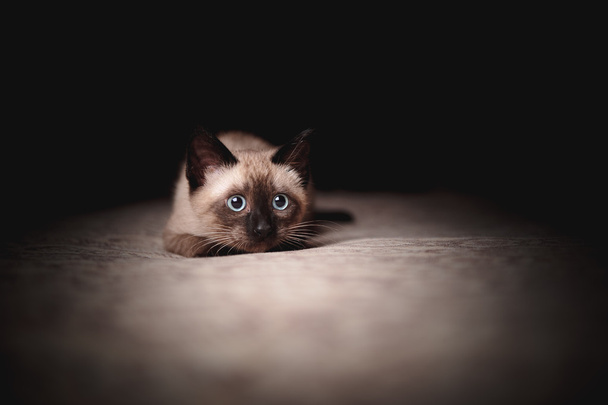 Un gattino
 - Foto, immagini