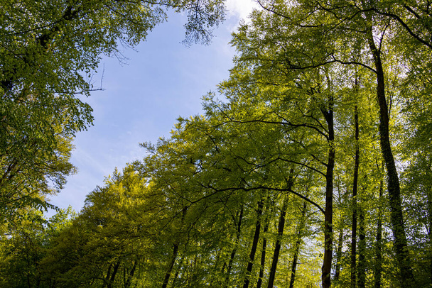 fényes zöld levelek, egy erdő - Fotó, kép
