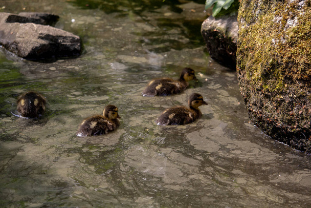 Mallard Duck Bebé en la superficie del agua, Patitos Natación. Foto de alta calidad - Foto, imagen