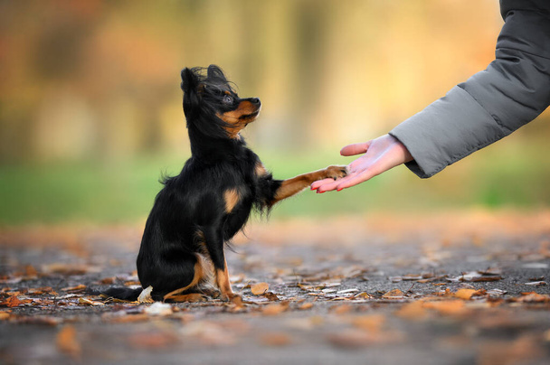 beautiful small dog gives paw to owner outdoors - Foto, Imagem