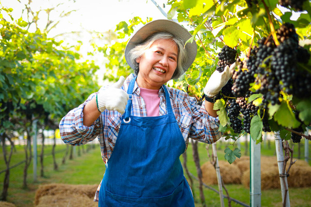 Een oudere Aziatische vrouwelijke boer kweekt wijngaarden op het platteland om kwaliteitswijn te produceren. landbouwconcept - Foto, afbeelding