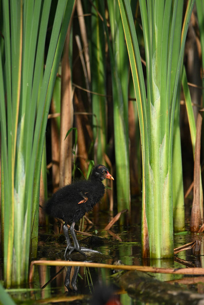 Bebé feo Gallinule común Moorhen o pollo de pantano en pantano Bebé feo Gallinule común Moorhen o pollo de pantano en pantano - Foto, Imagen