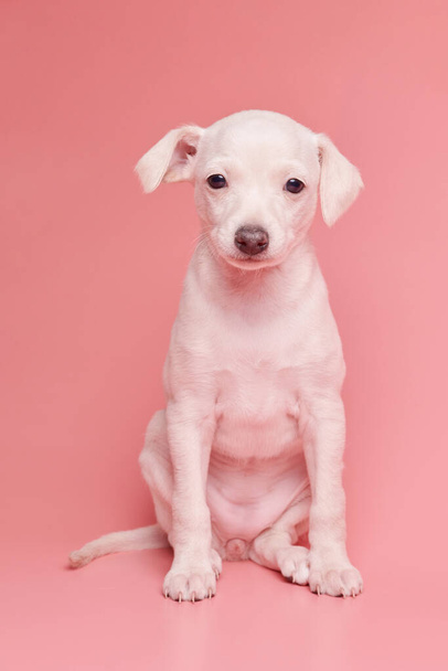 Portrait of cute Italian Greyhound puppy isolated on pink studio background. Small beagle dog white beige colo - Fotoğraf, Görsel