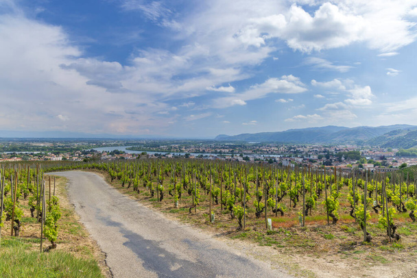 Grand cru viinitarha, Tain l 'Hermitage, Rhone-Alpes, Ranska - Valokuva, kuva