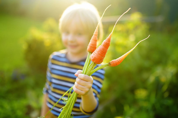 Happy little boy helps family to harvest of organic homegrown vegetables at backyard of farm. Child holding bunch of fresh carrot and having fun. Healthy vegetarian food. Local business. Harvesting. - 写真・画像