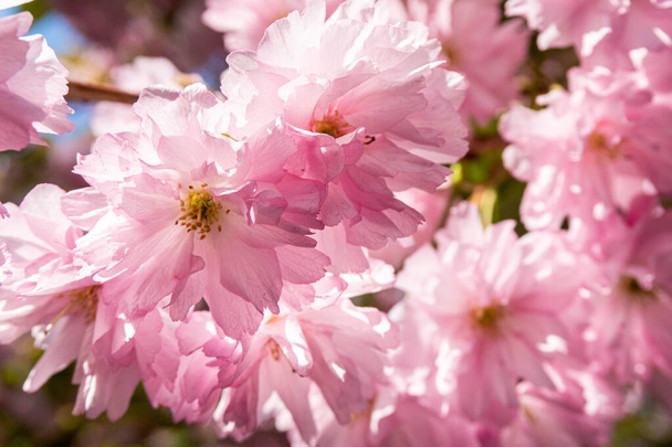 Sakuras in Uzhhorod, Ukraine - Фото, изображение