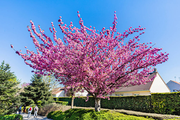 Colores de primavera en el jardín japonés de Dijon.. Le jardín japonais a Dijon aux couleurs du printemps. - Foto, Imagen