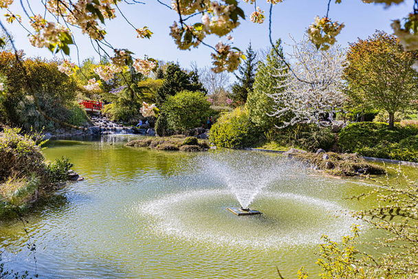 Весенние цвета в японском саду Дижона. Le jardin fashonais a Dijon aux couleurs du printemps. - Фото, изображение