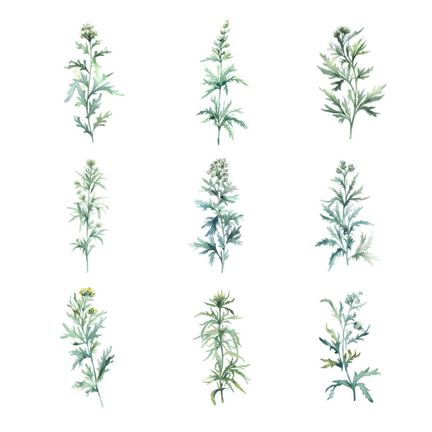 Wormwood.Watercolor set of herbs. Hand drawn illustration isolated on white background - Vektor, kép