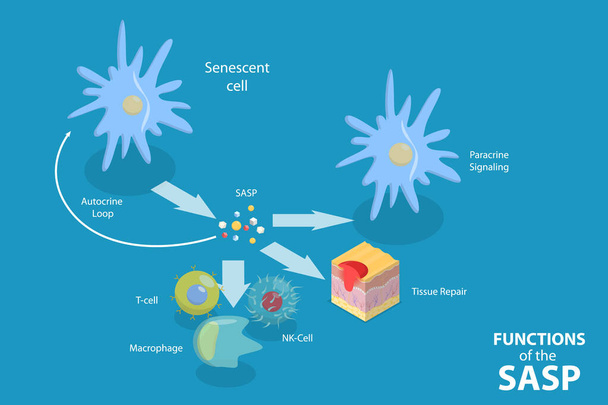 3D Isometric Flat Vector Conceptual Illustration of Functions Of The SASP, Cellular Senescence - Vector, Image