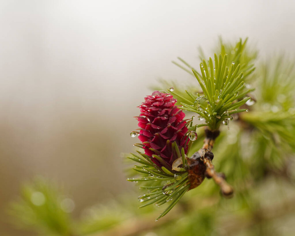 Water droplets on Larch tree bud and needles. - Photo, Image